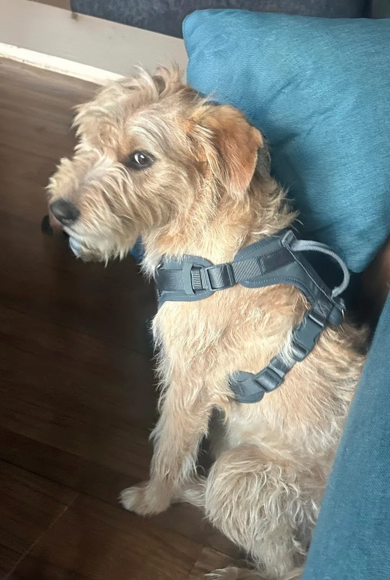 A young medium-sized female Apricot / Beige Terrier dog named Daisy for adoption in Dallas, TX