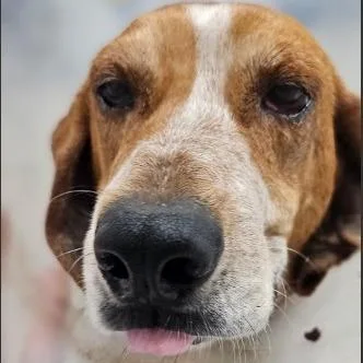 An adult large-sized female Hound dog named Penny for adoption in Fairfax, VA