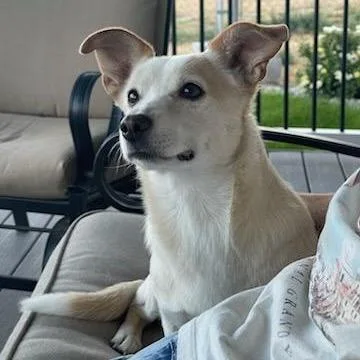 A senior small-sized female Apricot / Beige Cardigan Welsh Corgi dog named Molly for adoption in Carlin, NV