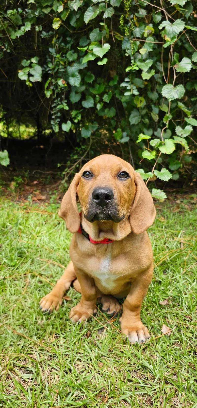 A baby medium-sized female Mixed Breed dog named Fiona for adoption in BONIFAY, FL