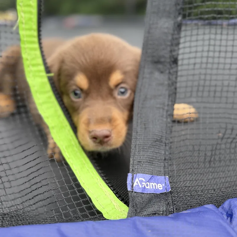 A baby large-sized male Shepherd dog named Texas Tumbleweed for adoption in Fosters, AL
