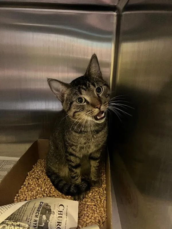 An adult medium-sized male Domestic Short Hair cat named Meat Loaf for adoption in Jackson, TN