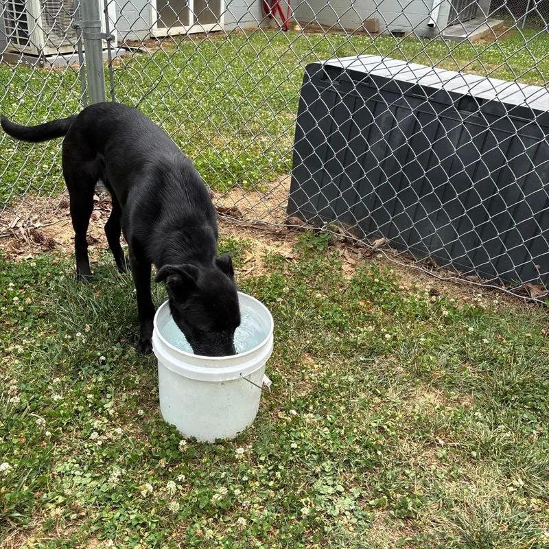 An adult medium-sized female Black Shepherd dog named Raven for adoption in Roxboro, NC