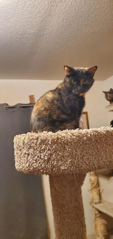 Chabelita thumbnail 2