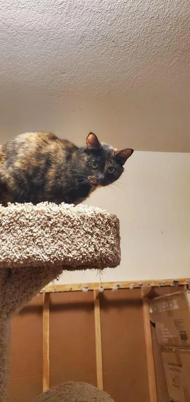 Chabelita thumbnail 3