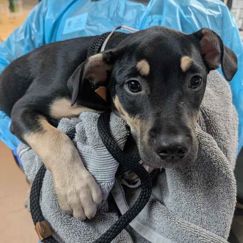 A baby medium-sized male Black German Shepherd Dog dog named Garlic Bread for adoption in Pasadena, CA
