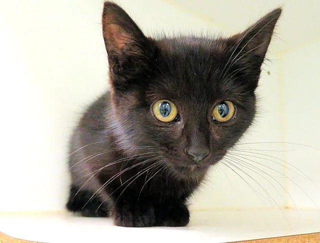 A baby small-sized male Domestic Short Hair cat named Bug for adoption in Oklahoma City, OK