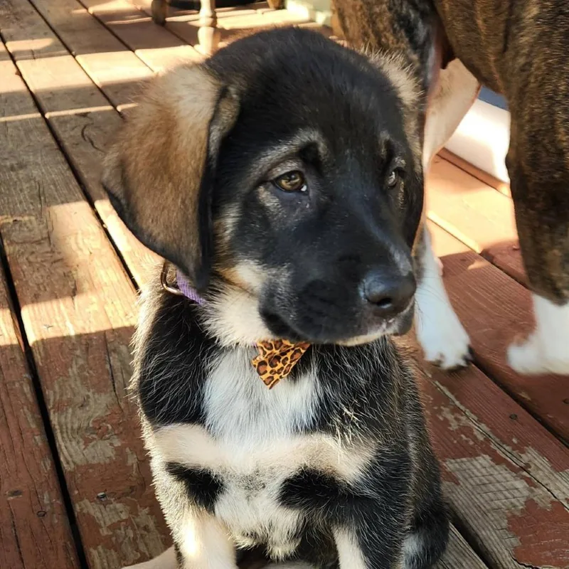 A baby medium-sized female Black Shepherd dog named Pat Benitar for adoption in Joliet, IL