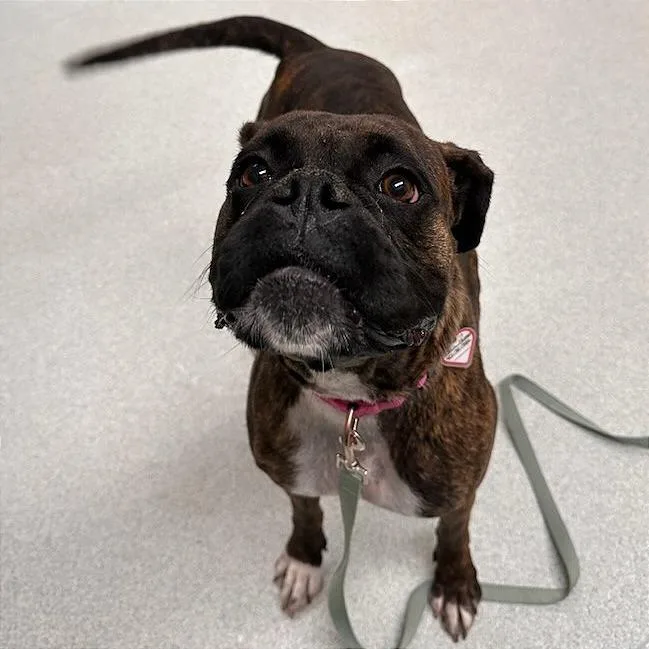 An adult medium-sized female Brindle Boxer dog named Brownie $! for adoption in Springfield, MA