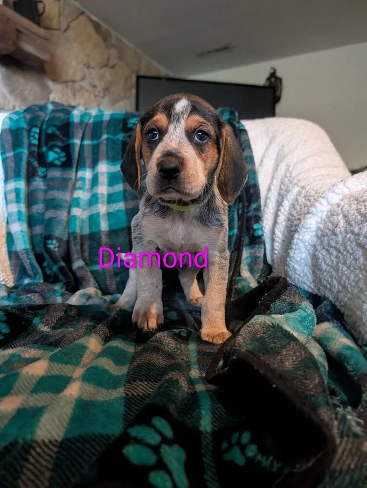 Diamond Derby thumbnail 2