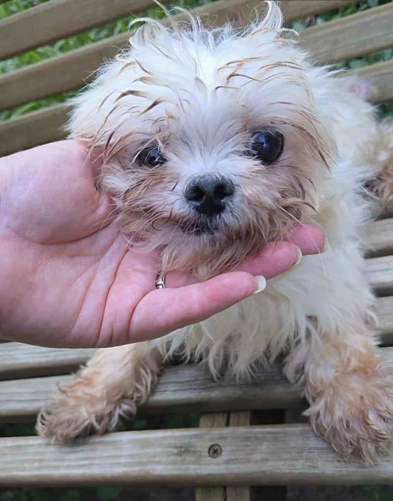 Maltese thumbnail 2