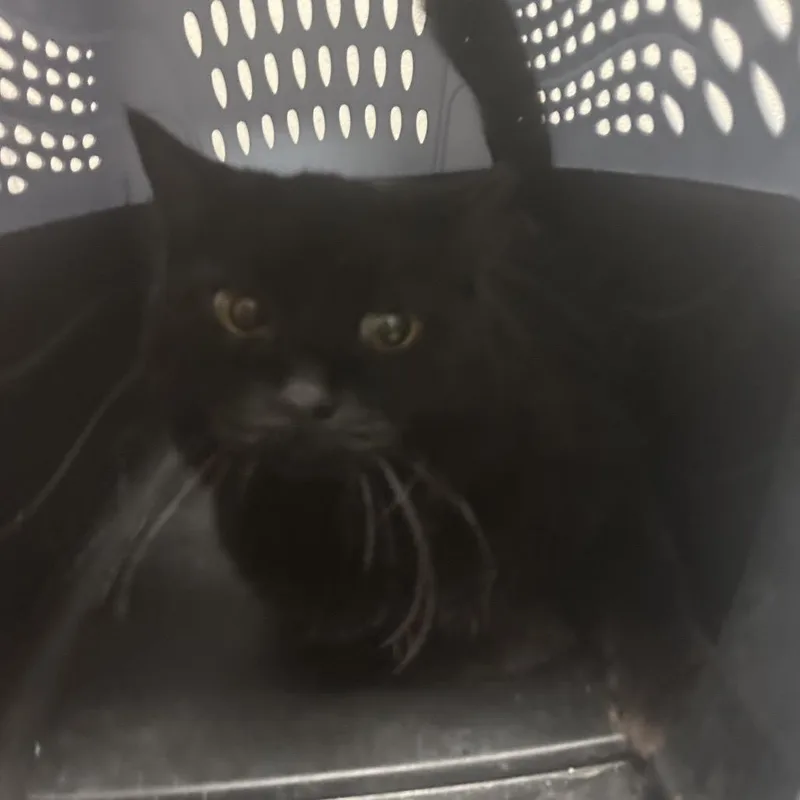 An adult large-sized female Domestic Short Hair cat named Charcoal for adoption in Yuma, AZ