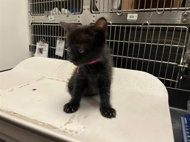 A baby small-sized female Domestic Short Hair cat named Rhiannon for adoption in Antioch, CA