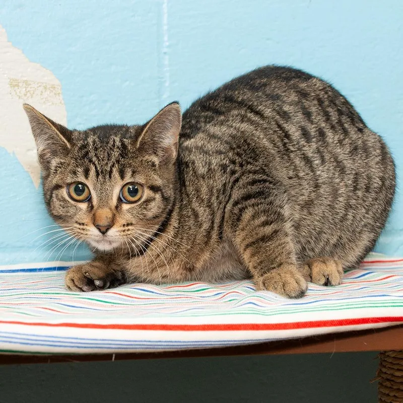 A baby small-sized female Domestic Medium Hair cat named Patootie for adoption in Troy, OH