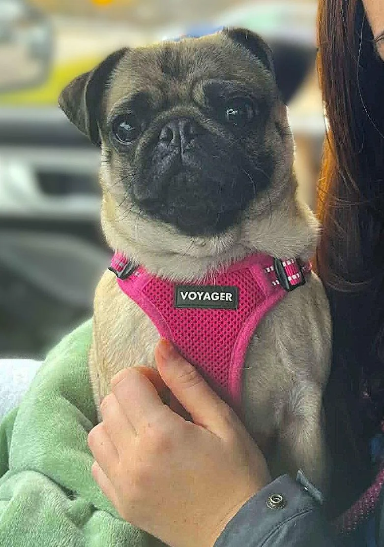 A young medium-sized female Pug dog named Effie for adoption in Pelham, MA