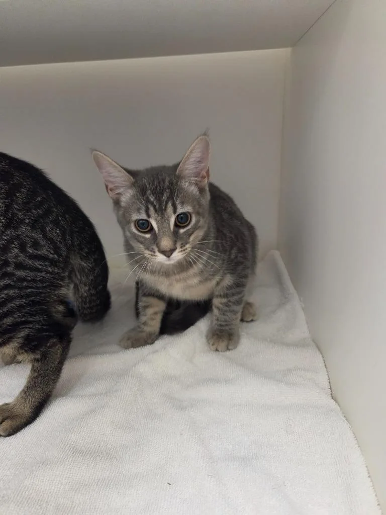 A baby small-sized male Domestic Short Hair cat named Champ for adoption in Oxford, NC