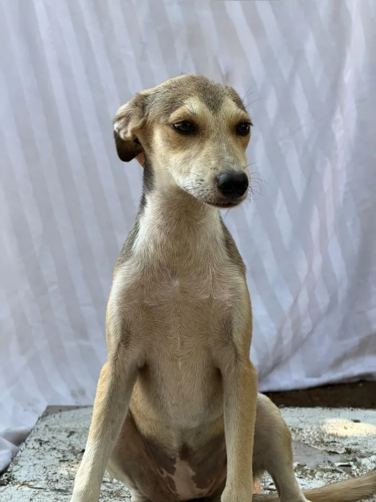 A baby small-sized female Labrador Retriever dog named Payasita for adoption in San Diego, CA