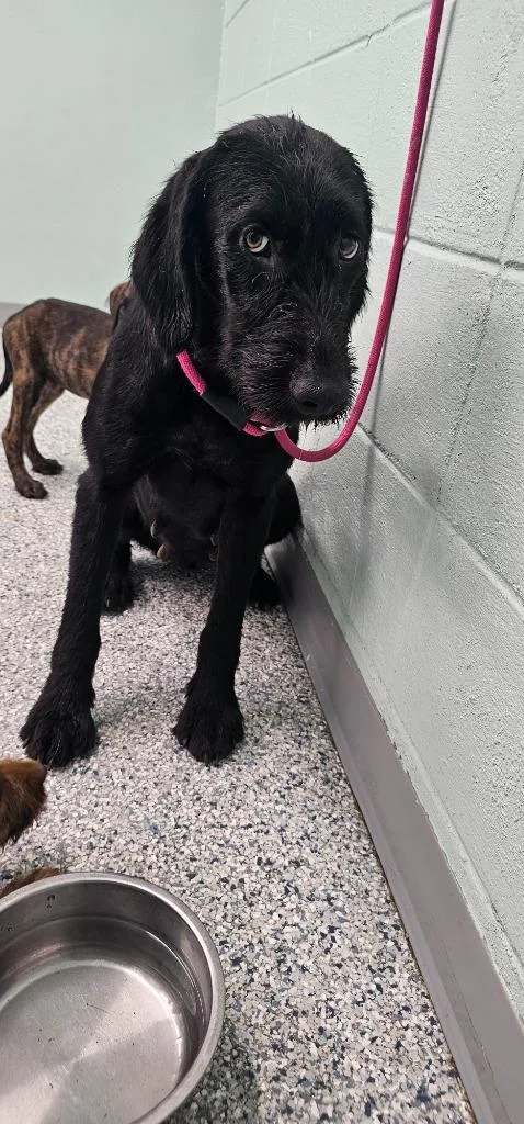 A young medium-sized female Terrier dog named Velma for adoption in Athens, TN