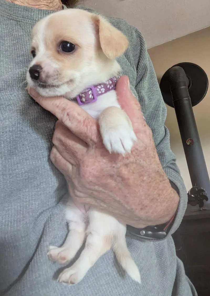 A baby small-sized female Yellow / Tan / Blond / Fawn Chihuahua dog named Milk for adoption in Clatskanie, OR