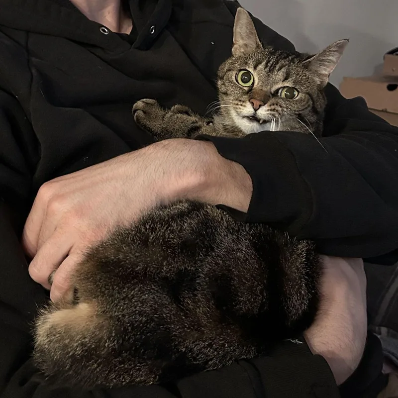 A senior small-sized female Brown / Chocolate Domestic Short Hair cat named Lucille for adoption in Evanston, IL