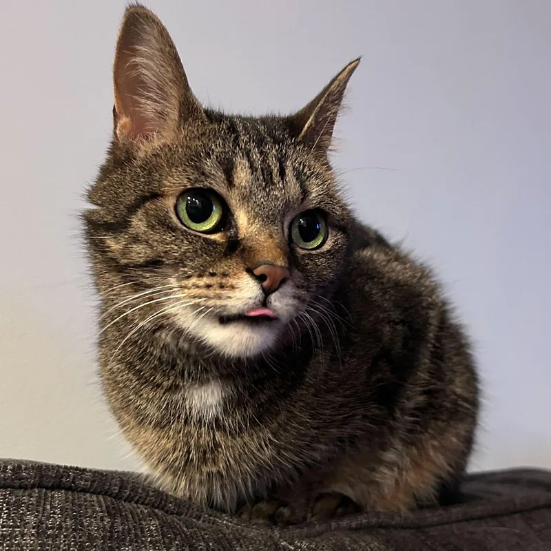 Lucille thumbnail 2