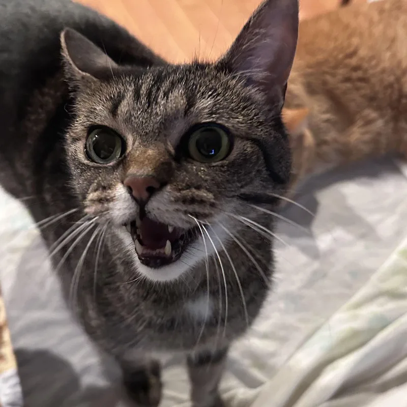 Lucille thumbnail 3