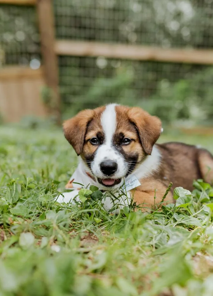 A baby small-sized male Australian Shepherd dog named Gravy for adoption in Chattanooga, TN
