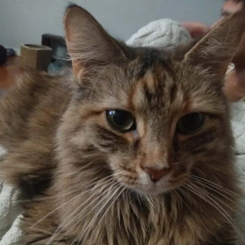 An adult small-sized female Orange / Red Domestic Long Hair cat named Ballerina for adoption in Philadelphia, PA