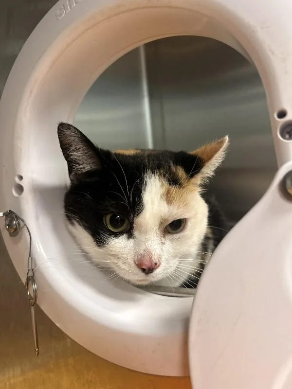 An adult medium-sized female Calico Domestic Short Hair cat named Lady Gabby for adoption in bellefontaine, OH