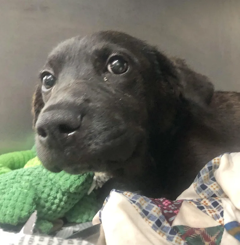 A baby medium-sized male Black Mixed Breed dog named Panaka for adoption in Parma, OH