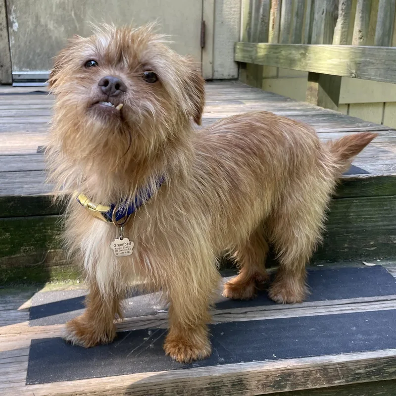 An adult small-sized male Yellow / Tan / Blond / Fawn Cairn Terrier dog named Ziggy for adoption in Greenbelt, MD