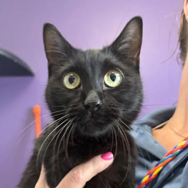 An adult medium-sized female Domestic Short Hair cat named Venti for adoption in Salt Lake City, UT