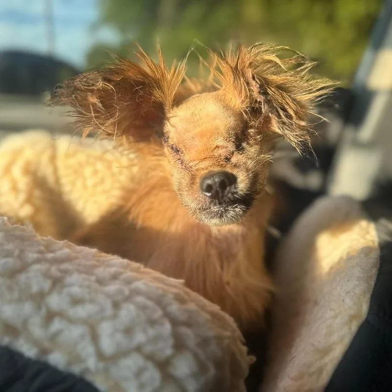 A senior small-sized male Brussels Griffon dog named Freddy for adoption in Long Island City, NY