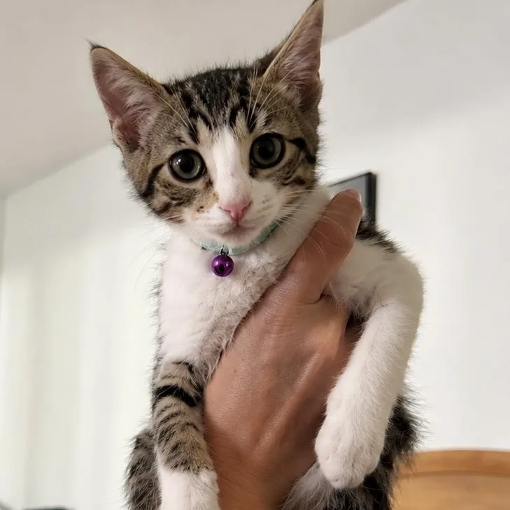 A baby medium-sized male Tabby (Brown / Chocolate) Domestic Short Hair cat named Henry for adoption in Springfield, MO