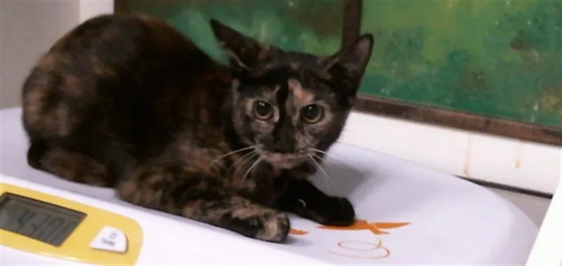 A baby small-sized female Domestic Short Hair cat named Clefa for adoption in Houston, TX