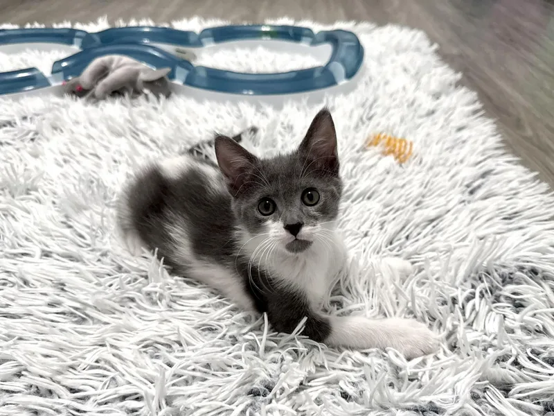 A baby small-sized male Gray & White Domestic Short Hair cat named Atlas for adoption in Alexandria, VA