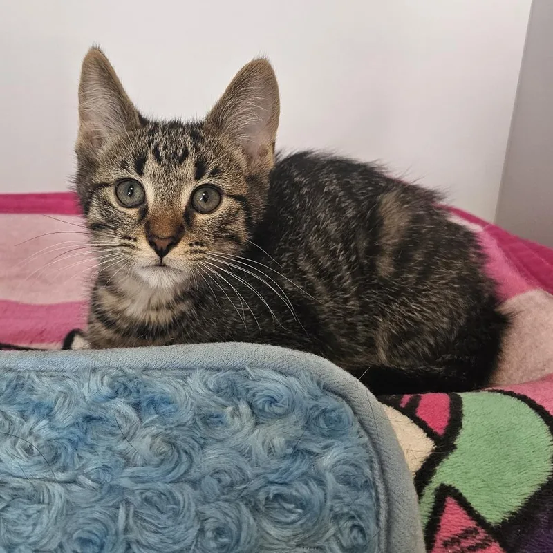 A baby small-sized male Brown / Chocolate Domestic Short Hair cat named Sourdough for adoption in Monroe, MI