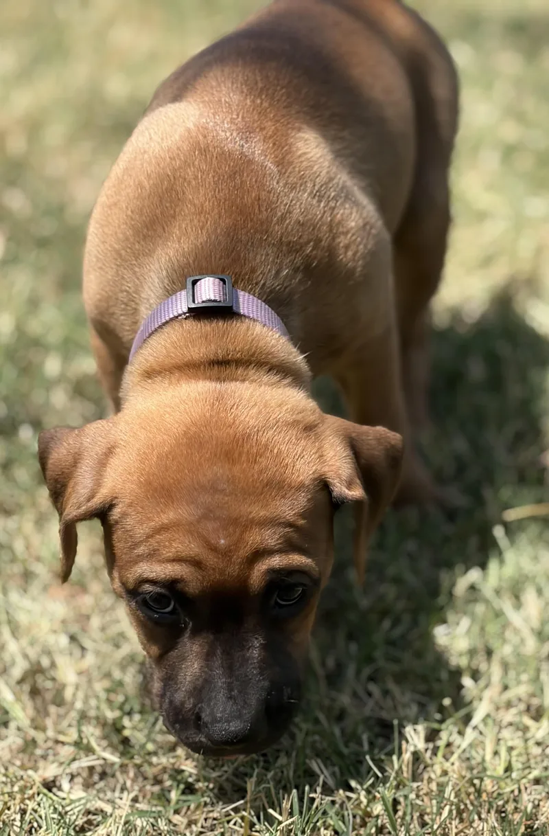 A baby medium-sized female Golden Pit Bull Terrier dog named Boston for adoption in Mansfield, TX