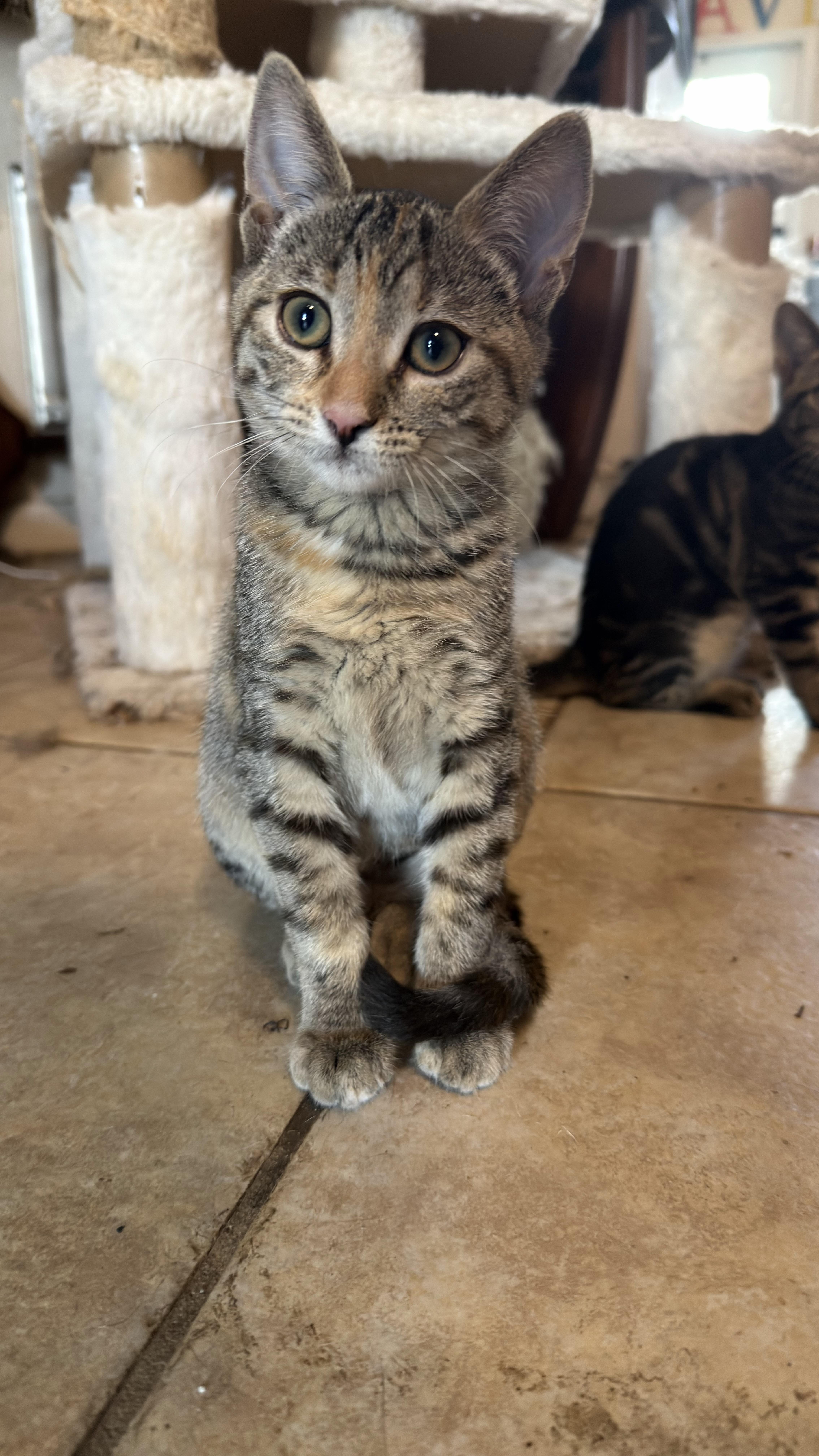 A baby medium-sized male American Shorthair cat named Jerry for adoption in Maitland, FL