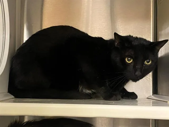 An adult large-sized male Domestic Short Hair cat named Smoky for adoption in Tustin, CA