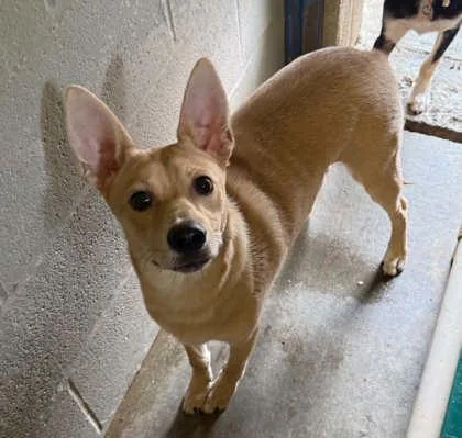 An adult medium-sized male Terrier dog named Woody for adoption in Bowling Green, KY