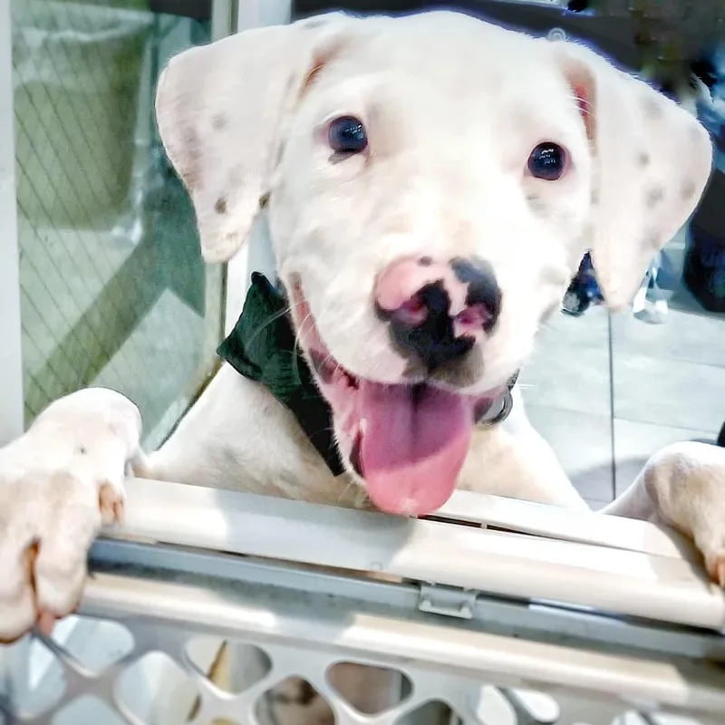 A baby small-sized male White / Cream Dogo Argentino dog named Chance for adoption in Griswold, CT