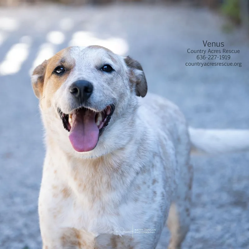 An adult medium-sized female Cattle Dog dog named Venus for adoption in Manchester, MO