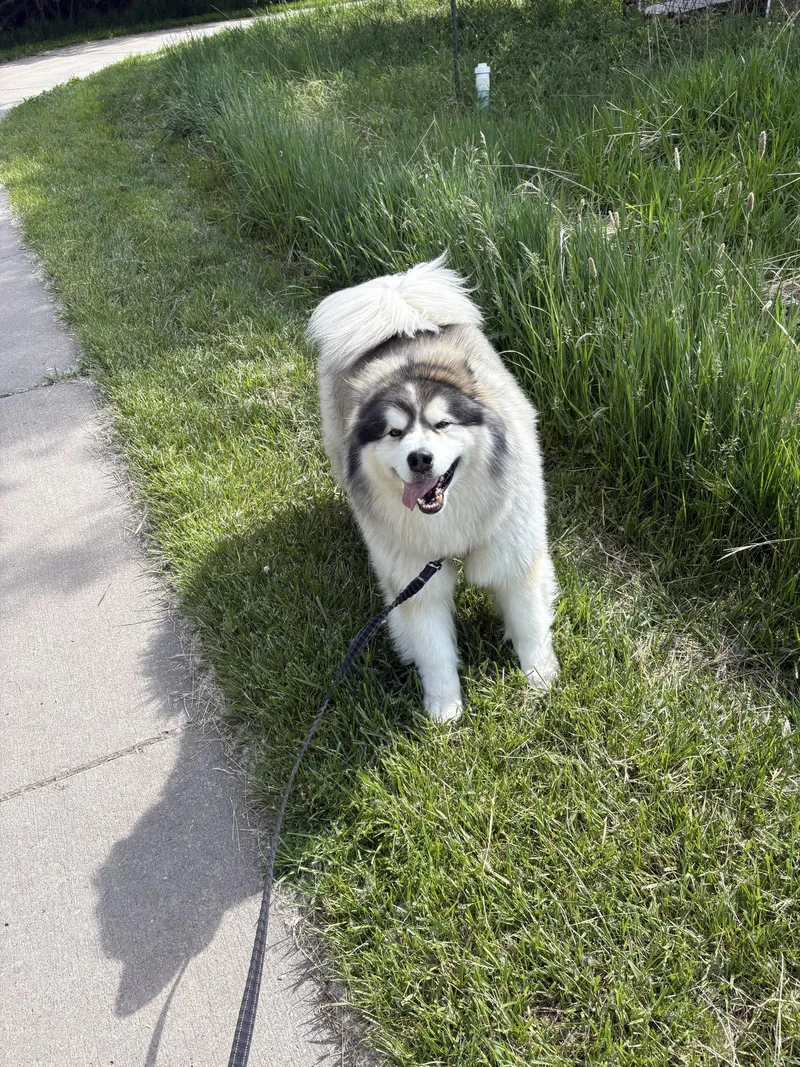 Sitka