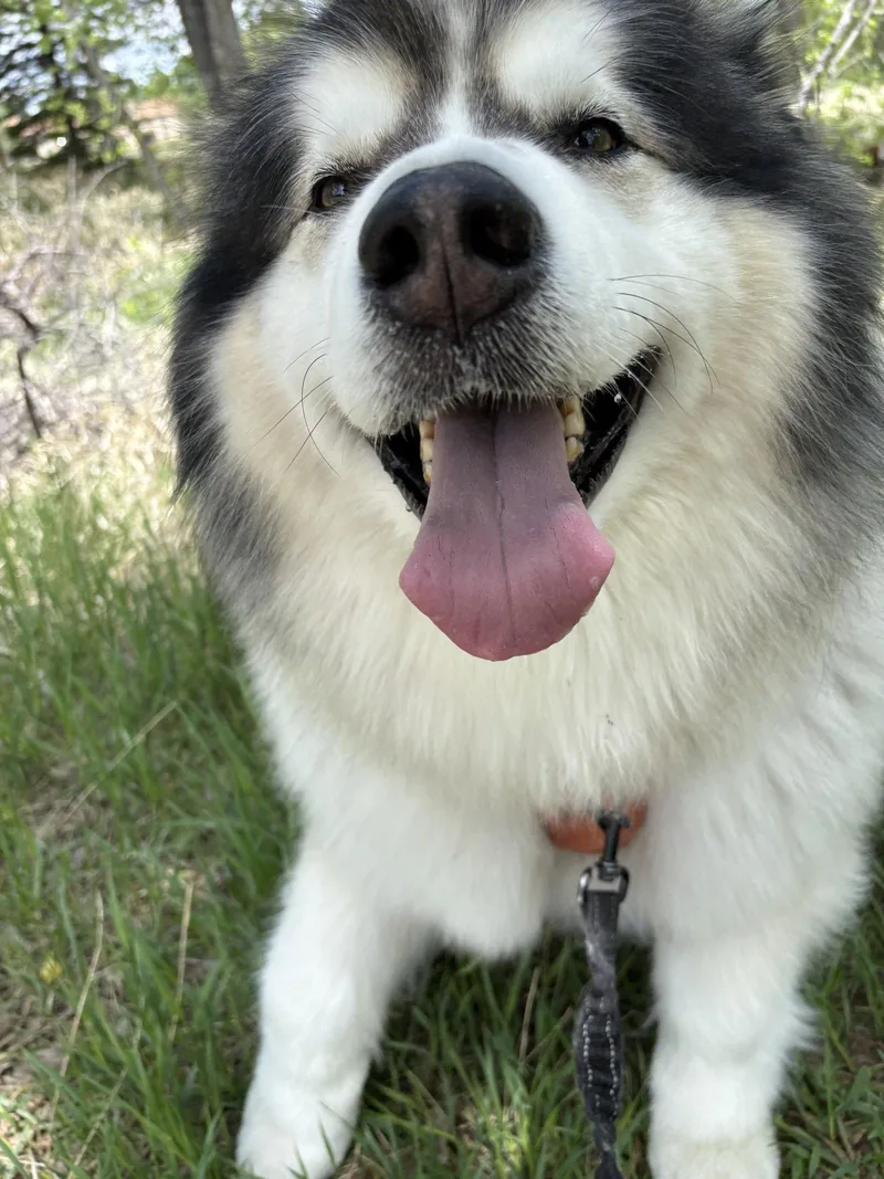 Sitka thumbnail 2