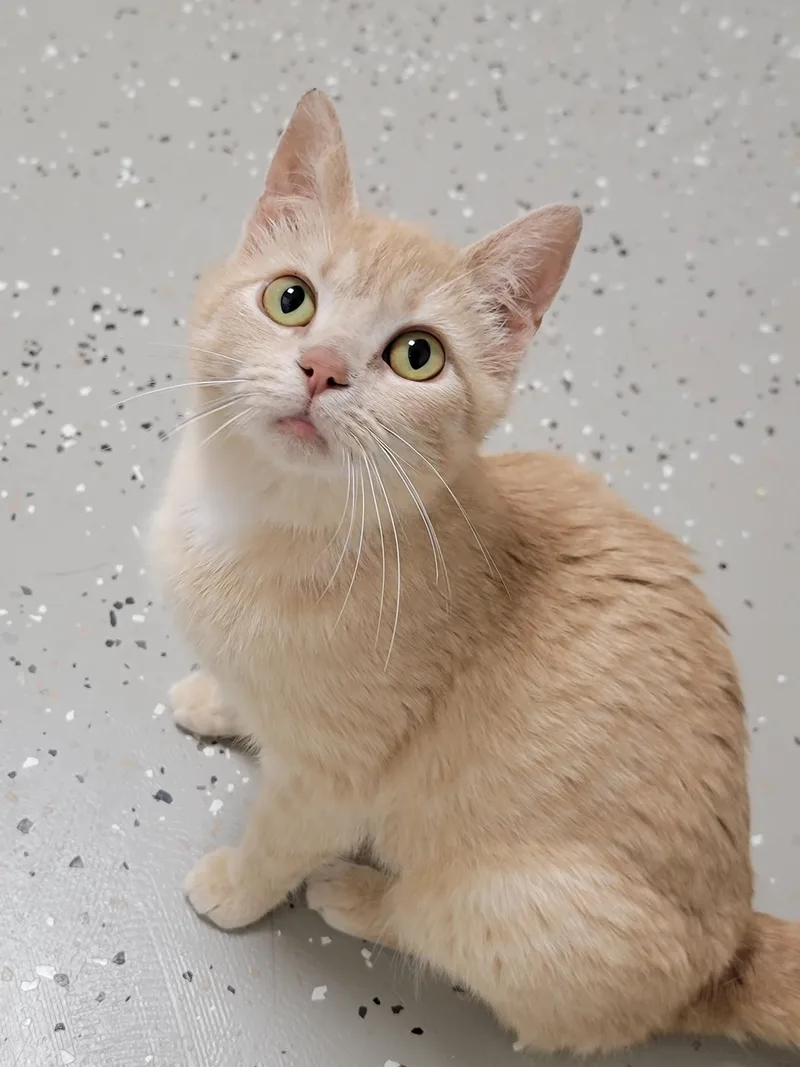 A young medium-sized female Orange / Red Domestic Short Hair cat named Petal for adoption in Hornell, NY