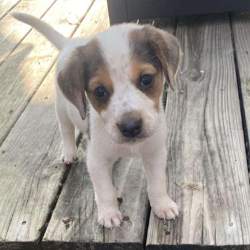 A baby medium-sized male White / Cream Hound dog named Amos for adoption in Fairfax Station, VA