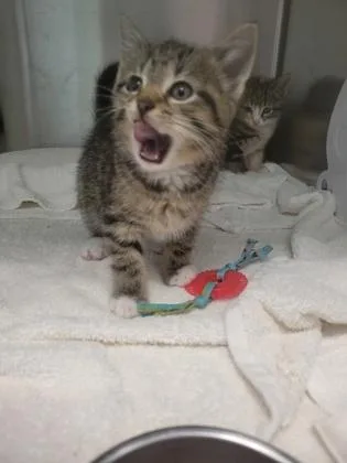 A baby small-sized male Domestic Short Hair cat named Milan for adoption in Fishers, IN