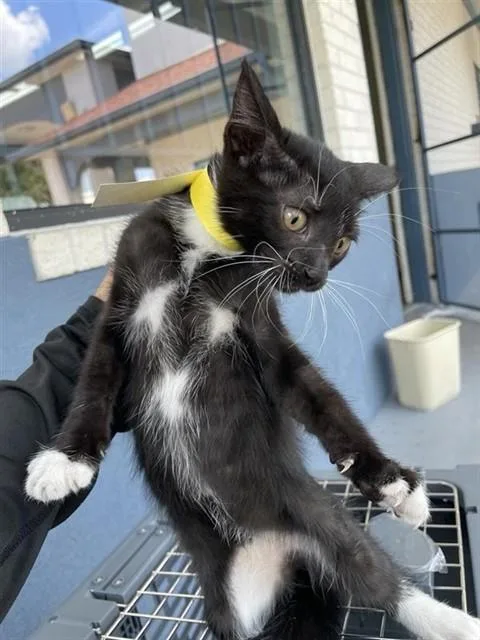 A baby small-sized female Domestic Short Hair cat named Yellow for adoption in Houston, TX