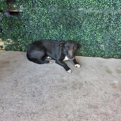 An adult medium-sized female Black Mixed Breed dog named Kit Kat for adoption in El Paso, TX